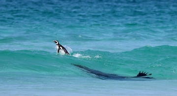 Categoría: Comportamiento de las aves. GANADOR DEL PREMIO DE BRONCE.  La fotografía muestra a un león marino por la playa en las Islas Malvinas tratando de atrapar  un pingüino de Magallanes, atacando desde debajo del agua en un intento de capturar al pingüino en la cresta de la ola. Al final, tuvo éxito y este león marino del sur desayunó pingüino ese día.