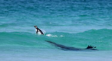 Categoría: Comportamiento de las aves. GANADOR DEL PREMIO DE BRONCE.  La fotografía muestra a un león marino por la playa en las Islas Malvinas tratando de atrapar  un pingüino de Magallanes, atacando desde debajo del agua en un intento de capturar al pingüino en la cresta de la ola. Al final, tuvo éxito y este león marino del sur desayunó pingüino ese día.