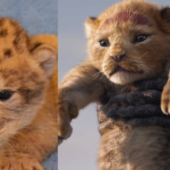 El Rey León: El cachorro león que inspiró a Disney para realizar a Simba