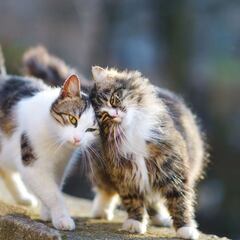 La razón por la que los gatos caen siempre de pie