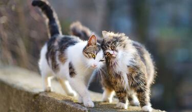 Día Internacional del Gato 2023: origen, significado y por qué se festeja el 8 de agosto