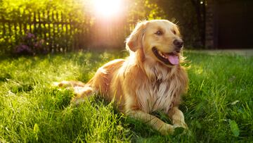Golden retriever backlit