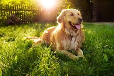 El rasgo común de los perros que siguen a sus dueños hasta el baño
