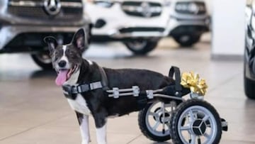 La emotiva historia de Bunny, la perrita que volvió a correr gracias a una donación