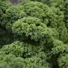 La verdura despreciada en España es la mejor para bajar de peso y un blindaje al cáncer de colon