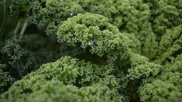 La verdura despreciada en España es la mejor para bajar de peso y un blindaje al cáncer de colon