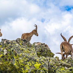 Guadarrama y sus cabras ¿Y ahora qué?