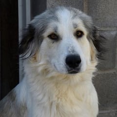 Se dispara la venta de perros en pandemia y los precios suben