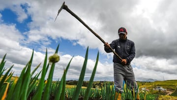 Mapa y cifras de casos de coronavirus por estados en Ecuador hoy, 14 de agosto