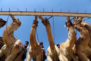 Carrera de camellos durante el Festival Sheikh Sultan Bin Zayed al-Nahyan, en el hipódromo de Shweihan en al-Ain en las afueras de Abu Dhabi.