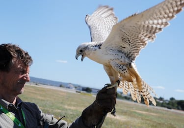 Este patrimonio se comparte con otros 17 países de Europa, Asia y África. Consiste en la cría, doma y entrenamiento para la caza de halcones, águilas y otras aves de presa.