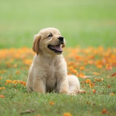 El golden retriever que escucha su propio ladrido por primera vez y deja a todos alucinando con su reacción