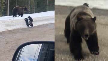 Mam&aacute; grizzly atacando a un coche para defender a sus cachorros (grabado por un freeskier).