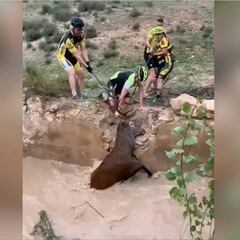 Honor y gloria para estos ciclistas: se hace viral cómo salvan la vida a un ciervo