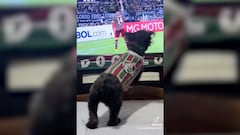 Perro hincha del Flu celebra el gol ante Once Caldas