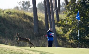 La segunda jornada del Aberdeen Standard Investments, más conocido como Abierto de Escocia de golf, dejó algunas imágenes un tanto curiosas. Como ésta en la que un cervatillo corretea por el séptimo green del campo ajeno a la competición, que tiene lugar en North Berwick, en la costa sur del fiordo de Forth y al este de Edimburgo.