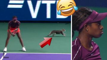 Un gato cruza la pista de tenis en mitad del partido