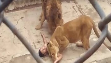 Dos leones comenzaron a atacar al joven que se había lanzado desnudo a la jaula del Zoológico Metropolitano de Santiago de Chile.