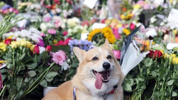 What next for the Queen's corgis?