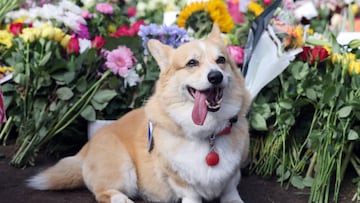 What next for the Queen's corgis?