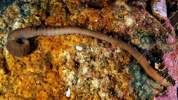 A bizarre new species discovered off Spain’s coast is deadly, accordion-shaped... and named after someone’s true love.