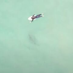 El mundo al revés: un surfista asusta a un tiburón al saltarle encima