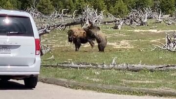 Unos turistas graban una pelea entre un oso y un bisonte