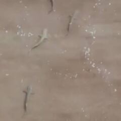 "Estuve solo 10 minutos en el agua, en el vídeo se puede ver por qué tenía miedo"