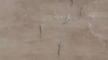 Tiburones en Florida grabados por un dron, despu&eacute;s de que un surfista estuviera surfeando por la zona 10 minutos.