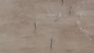 Tiburones en Florida grabados por un dron, después de que un surfista estuviera surfeando por la zona 10 minutos.