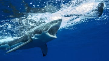 Un tibur&oacute;n blanco preprado para atacar, abre la mand&iacute;bulo ante su presa en Guadalupe.