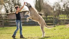 Having a large dog means thinking about house size, food consumption, exercise, and space. Here’s the lowdown on the top large breeds and their needs.