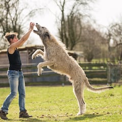 The largest dog breeds in the world: what are they and how big can they get?