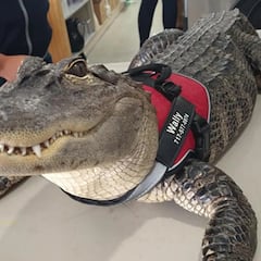 What happened to Wallygator, the emotional therapy alligator kidnapped in the United States?