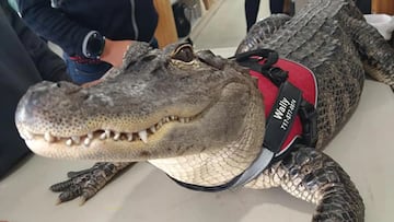 Wallygator, an emotional support alligator, was reported stolen and missing by his owner. He was kidnapped and placed in someone’s garden as a prank.