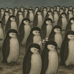 4-second naps? These penguins take 10,000 snoozes daily