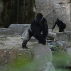 El extraño comportamiento de los animales durante el eclipse solar total del 8 de abril