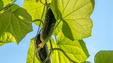 The FDA announced the recall of Gyro Family Kits sold in major retail stores because the cucumbers they contain may be contaminated with salmonella.