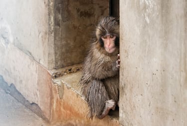 Punch observa en el zoológico de la ciudad de Ichikawa.