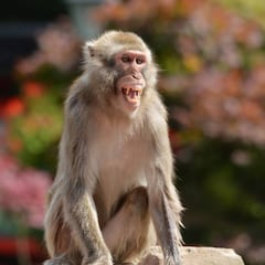 How many cases of monkeypox have been confirmed in the United States?