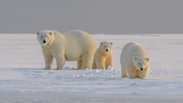 La remota ciudad rusa en la que los osos polares han sustituido a los humanos