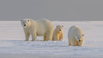 La remota ciudad rusa en la que los osos polares han sustituido a los humanos