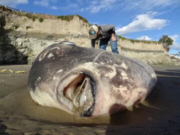 El hallazgo de un pez luna gigante en el hemisferio norte desconcierta a los científicos