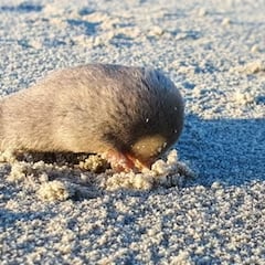 Redescubren una especie de topo que se dio por extinta en 1936