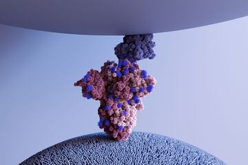 Los científicos han estudiado principalmente la proteína espiga de Omicron (en la imagen) para comprender por qué la variante del SARS-CoV-2 es relativamente más débil que el virus original.