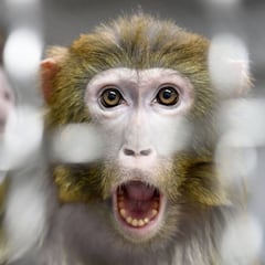 Revelan que monos infectados con coronavirus desarrollaron inmunidad a corto plazo