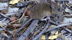 Nueva muerte por hantavirus en Argentina: qué es y cuáles son los síntomas del nuevo virus