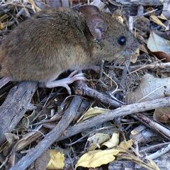 Nueva muerte por hantavirus en Argentina: qué es y cuáles son los síntomas del nuevo virus