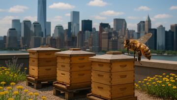 Urban beekeeping