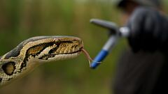 Rare snake species sought in Florida that hasn’t been seen in over 5 years
